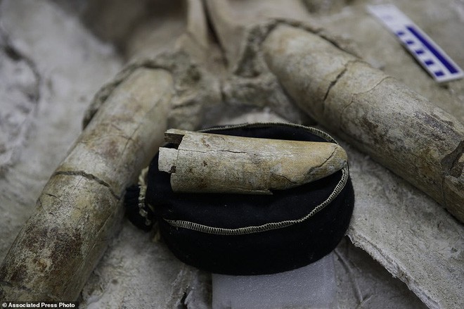 Đào đường hầm, công nhân ngỡ ngàng khi tìm thấy hóa thạch động vật 10.000 năm từ kỷ Băng Hà - Ảnh 4.
