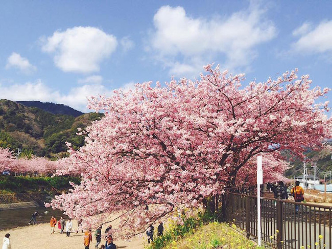 Có một nước Nhật đẹp như photoshop vào mùa hoa anh đào nở - Ảnh 5.