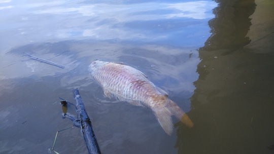 Cá chết bất thường trên sông Bàn Thạch - Ảnh 5.