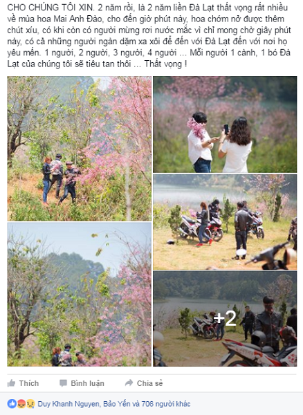 Thêm hình ảnh xấu xí ở Đà Lạt: giới trẻ bẻ hoa mai anh đào chụp ảnh - Ảnh 1.