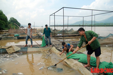 Thủy điện Hòa Bình xả lũ liên tiếp, cá lồng chết như ngả rạ - Ảnh 6.