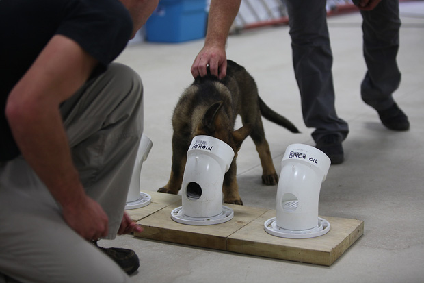 Bạn sẽ kinh ngạc khi biết đến quy trình chặt chẽ để huấn luyện một chú chó cảnh sát - Ảnh 4.