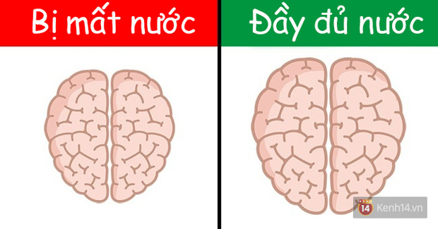 Hóa ra hoạt động thường ngày cũng khiến não bộ phình ra xẹp nhỏ lại như thế này! - Ảnh 5.