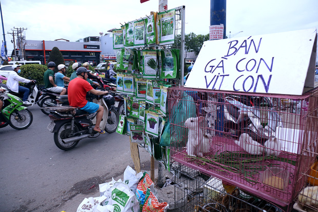 Hàng chục gian hàng gần sân bay Tân Sơn Nhất ồ ạt thanh lý chó, gà, cây cảnh, giao thông Sài Gòn hỗn loạn - Ảnh 4.