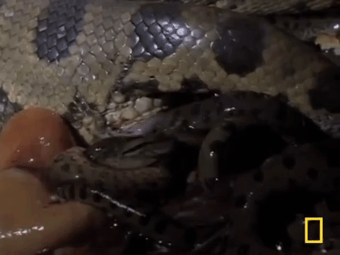 Cận cảnh trăn Anaconda - quái vật Nam Mỹ đẻ con khiến ai xem cũng rùng mình - Ảnh 5.
