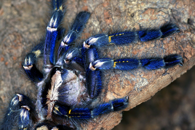 Tìm thấy loài nhện màu xanh dương ánh kim làm đau đầu các nhà khoa học - Ảnh 5.