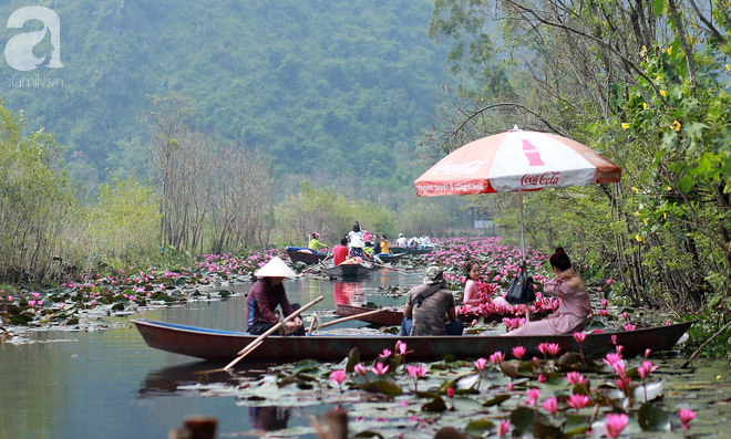  Đâu chỉ có lá vàng, thu Hà Nội còn là mùa nước nở hoa tím, đẹp lịm tim thế này - Ảnh 5.