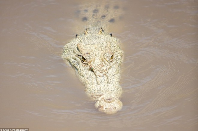  Tìm thấy cá thể cá sấu trắng cực hiếm tại Úc  - Ảnh 5.
