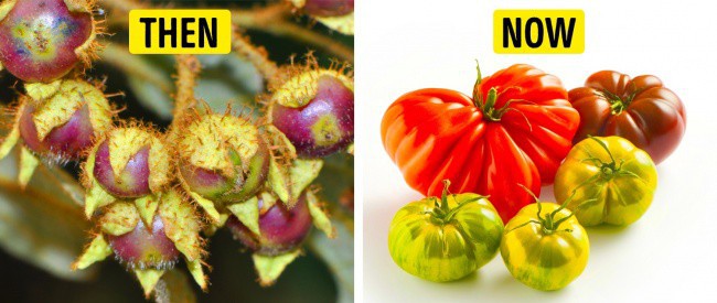 Tổ tiên của các loại rau quả mà ta vẫn ăn ngày nay trông như thế nào? - Ảnh 5.