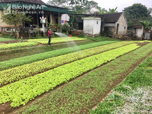 Cả xóm hò nhau trồng rau sạch, ăn thả ga còn bán có tiền rủng rỉnh - Ảnh 1.