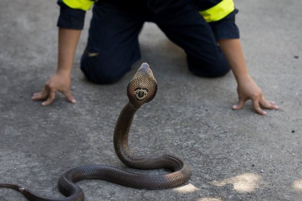 Thái Lan: Cơn ác mộng 31,801 con trăn, rắn chui lên từ bồn cầu ám ảnh người dân - Ảnh 5.