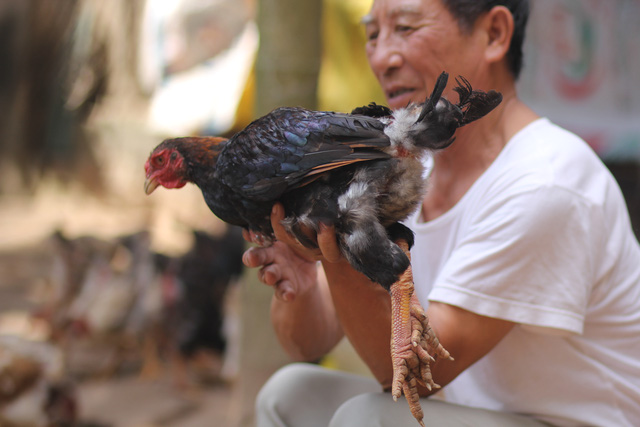 Cận cảnh giống gà Sách Đỏ đầu tiên của Việt Nam - Ảnh 6.
