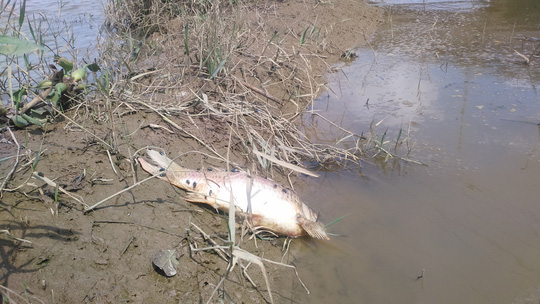 Cá chết bất thường trên sông Bàn Thạch - Ảnh 6.