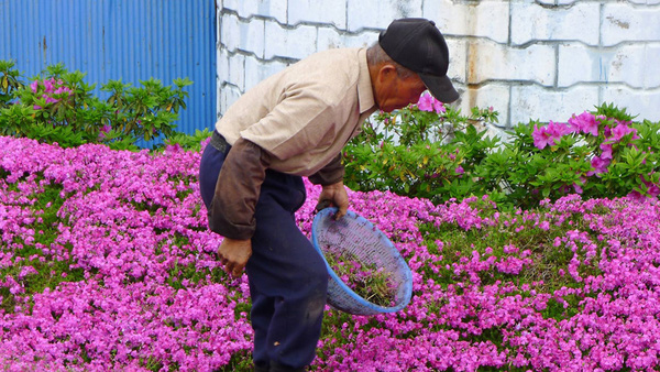 Cụ ông ròng rã 2 năm trời trồng cánh đồng hoa để dành tặng người vợ mù - Ảnh 5.