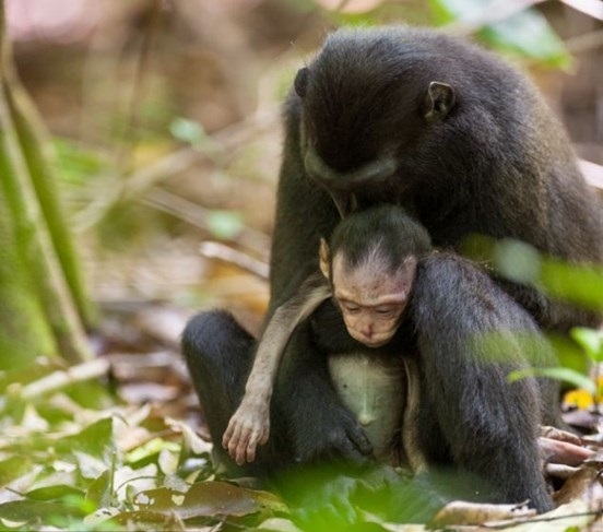 Cái kết bất ngờ đằng sau bức ảnh khỉ mẹ ôm xác con gào khóc - Ảnh 2.