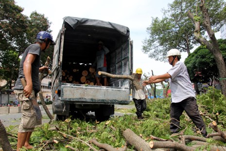 Bắt đầu đốn hạ hàng cây xanh trên đường Lê Lợi - Ảnh 5.