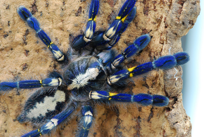 Tìm thấy loài nhện màu xanh dương ánh kim làm đau đầu các nhà khoa học - Ảnh 6.