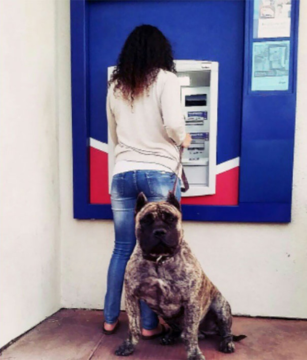 Những chú chó vào vai bảo kê máu mặt tại các cây ATM vào ban đêm - Ảnh 6.