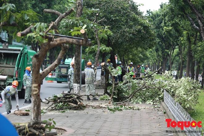 Hà Nội: Hàng cây đẹp nhất trên đường Kim Mã bắt đầu bị chặt hạ - Ảnh 6.