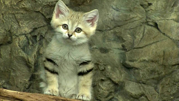 Giống mèo mini mới được ghi hình lần đầu tiên tại sa mạc - Ảnh 7.