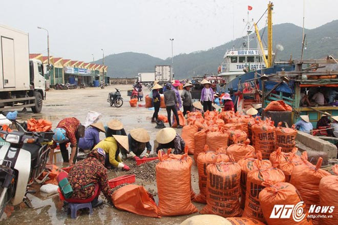 Sau mưa lũ ngư dân Hà Tĩnh trúng đậm lộc biển - Ảnh 6.