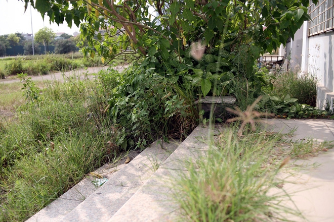 Cận cảnh chung cư xây xong bỏ hoang 10 năm, cây cỏ mọc như rừng giữa Hà Nội - Ảnh 6.