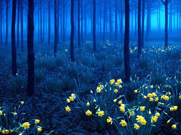 Ngắm 15 khu rừng sở hữu vẻ đẹp đầy ma mị như trong truyện cổ tích - Ảnh 6.