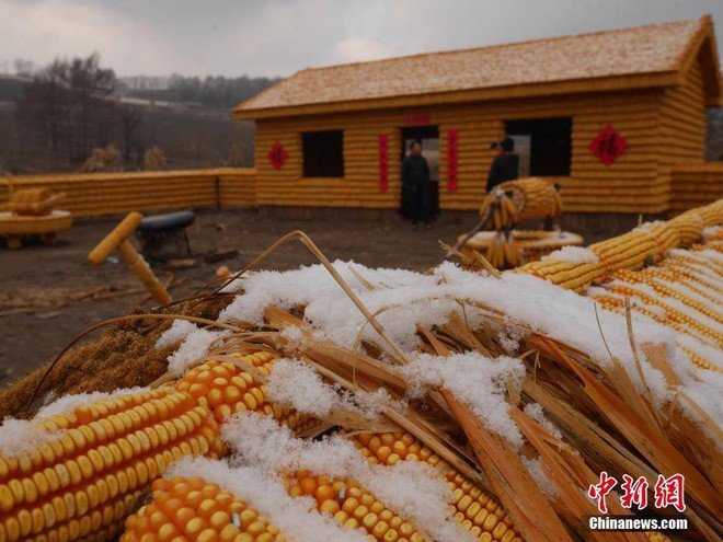 Trung Quốc: Nông dân xây nhà và nông trại từ 20.000 bắp ngô để thu hút khách du lịch - Ảnh 6.
