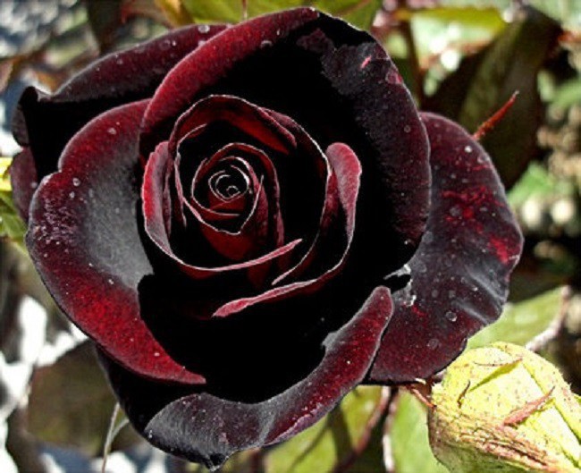Xôn xao loài hoa hồng đen cực quý hiếm, chỉ trồng được ở duy nhất 1 ngôi làng - Ảnh 6.