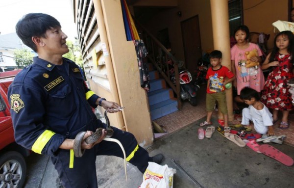 Ở Thái Lan, rắn nhiều đến mức lính cứu hỏa bắt rắn nhiều hơn cả chữa cháy - Ảnh 6.