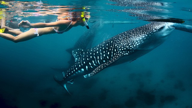 Cebu – “Thiên đường” tuyệt đẹp khiến bạn phải xách ba lô lên và đi - Ảnh 6.