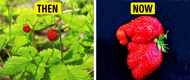 Tổ tiên của các loại rau quả mà ta vẫn ăn ngày nay trông như thế nào? - Ảnh 6.