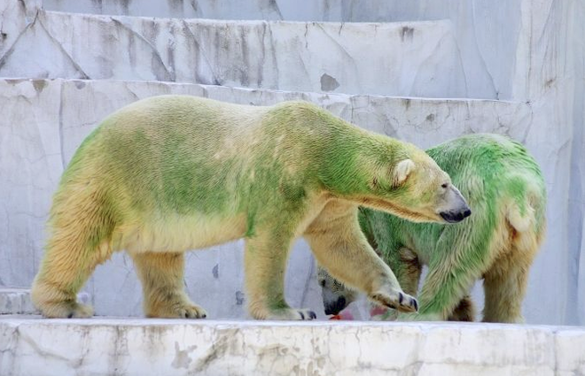 Sự thật không thể ngờ về bộ lông của gấu Bắc cực mà đảm bảo 90% người được hỏi sẽ trả lời sai - Ảnh 3.