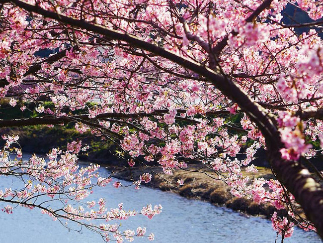 Có một nước Nhật đẹp như photoshop vào mùa hoa anh đào nở - Ảnh 7.