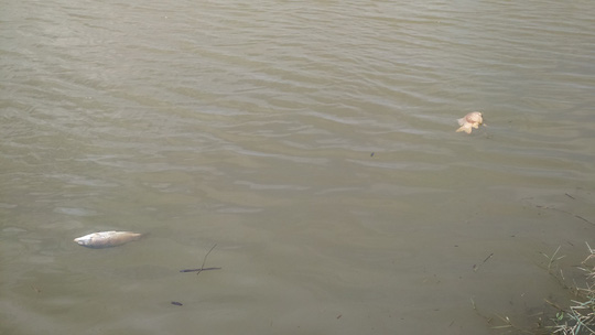 Cá chết bất thường trên sông Bàn Thạch - Ảnh 7.