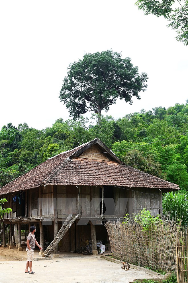 Kỳ lạ cây tổ ong khổng lồ của người dân tộc Thái ở Điện Biên - Ảnh 7.