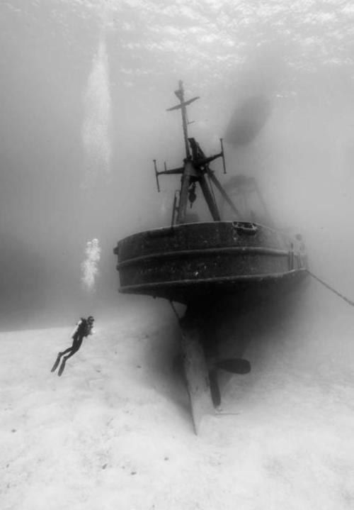 Cùng nhiếp ảnh gia lặn xuống đáy biển sâu để chiêm ngưỡng những hình ảnh này - Ảnh 7.