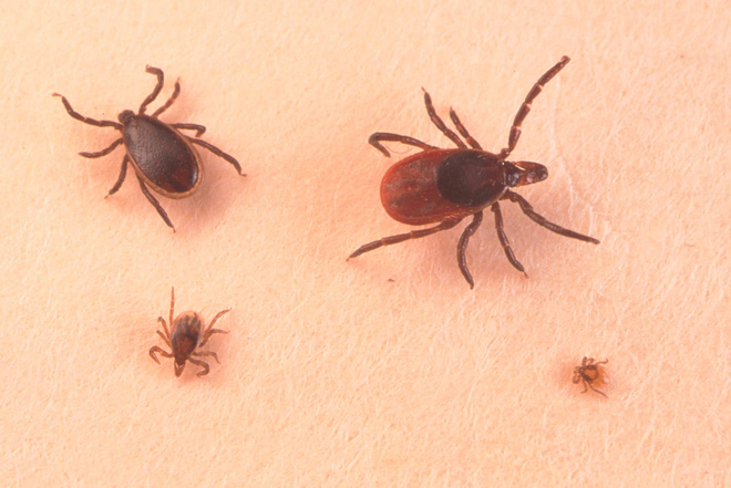 Chỉ với một vết cắn của loài côn trùng này, bạn có nguy cơ mắc ít nhất 6 loại bệnh chết người - Ảnh 6.
