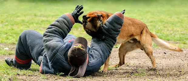 Bạn sẽ kinh ngạc khi biết đến quy trình chặt chẽ để huấn luyện một chú chó cảnh sát - Ảnh 6.