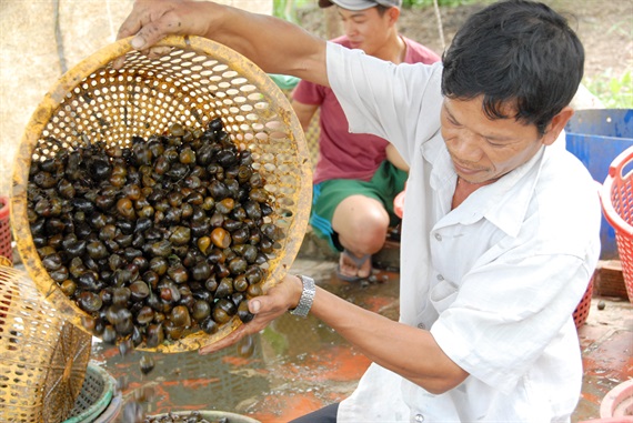 Những hình ảnh độc đáo nghề săn ốc đồng mùa mưa, lũ - Ảnh 7.