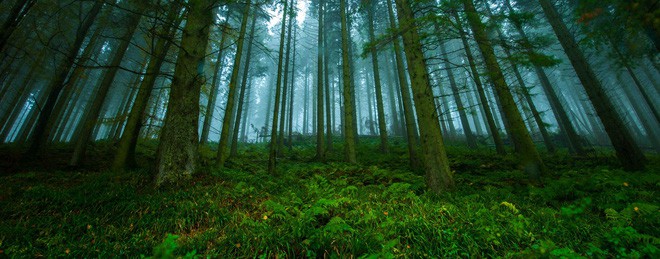 Ngắm 15 khu rừng sở hữu vẻ đẹp đầy ma mị như trong truyện cổ tích - Ảnh 7.