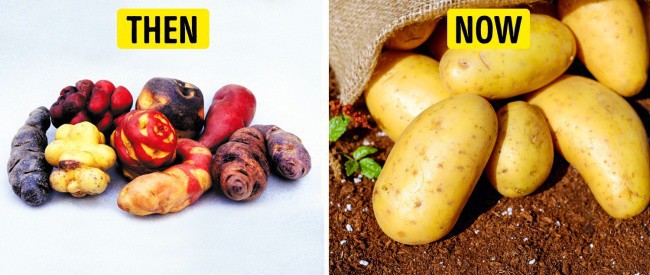 Tổ tiên của các loại rau quả mà ta vẫn ăn ngày nay trông như thế nào? - Ảnh 7.