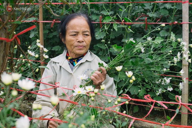  Đằng sau những gánh cúc họa mi trên phố Hà Nội là nỗi niềm của người nông dân Nhật Tân: Không còn sức nữa, phải bỏ hoa về nhà!  - Ảnh 7.