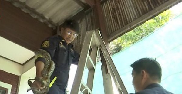 Thái Lan: Cơn ác mộng 31,801 con trăn, rắn chui lên từ bồn cầu ám ảnh người dân - Ảnh 7.
