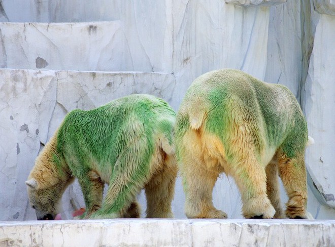 Sự thật không thể ngờ về bộ lông của gấu Bắc cực mà đảm bảo 90% người được hỏi sẽ trả lời sai - Ảnh 4.