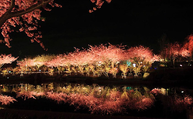 Có một nước Nhật đẹp như photoshop vào mùa hoa anh đào nở - Ảnh 8.