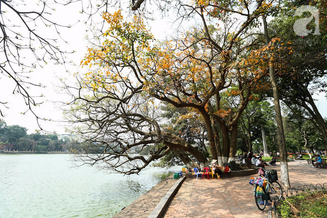 Xuyến xao đón ngày nắng ngọt ngào phủ lên những hàng cây đang thay lá giữa Hà thành - Ảnh 8.