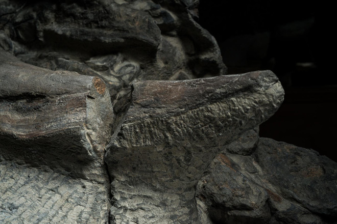 Phát hiện một hóa thạch khủng long được bảo quản đặc biệt tốt ở Alberta, trông giống hệt như đang còn sống - Ảnh 8.