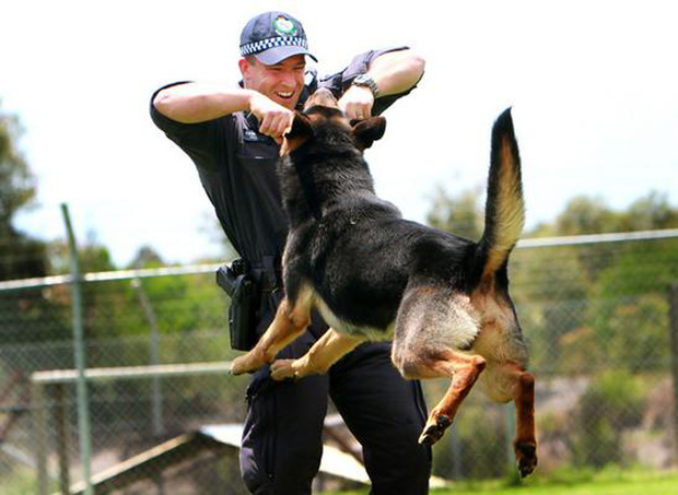 Bạn sẽ kinh ngạc khi biết đến quy trình chặt chẽ để huấn luyện một chú chó cảnh sát - Ảnh 7.