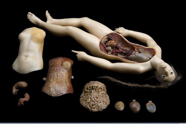 Thần vệ nữ bị mổ bụng - những người đẹp giải phẫu 200 tuổi khiến y học cúi đầu - Ảnh 7.